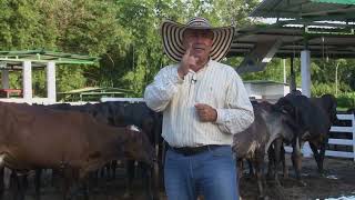 Ganadería Funcional Brahman, Gyr y Gyrolando Criadero La Comarca  Campo  Mundo del Campo