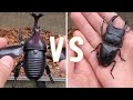 【実験】おもちゃカブトムシ　VS　本物オオクワガタ。オオクワガタが取った行動とは！？実験してみたよ☆