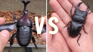 【実験】おもちゃカブトムシ　VS　本物オオクワガタ。オオクワガタが取った行動とは！？実験してみたよ☆