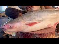Big Pankas Fish | BassaFish Slicing | AM FISH HOUSE