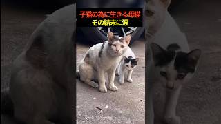 子猫の為に生きた母猫。最後にとった“ある行動”に、涙が止まらなかった