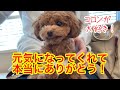 【完治】ずっと違和感があった原因がやっと判明…!小さな身体でよく頑張ってくれました!「トイプードルのコロン」