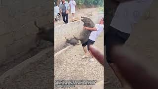 Insane Skill: How to Lift a Pig Solo #wildboar #farmlife #livestock