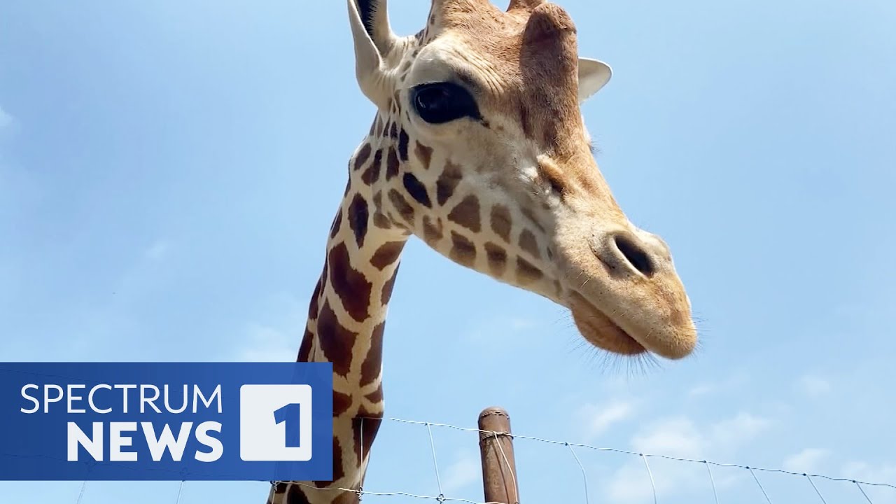 Activists Find a New Home for Benito the Giraffe in Texas YouTube