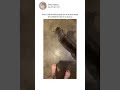 Cat doppelganger confuses owner