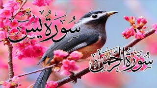 Surah Yasin.Shareef.Surah Rahman.beautiful quran tilawat Episode |0276|