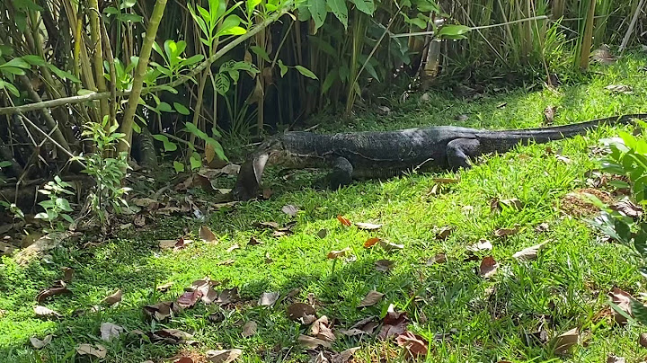 Monitor Lizard eating a stingray at Punggol Promenade