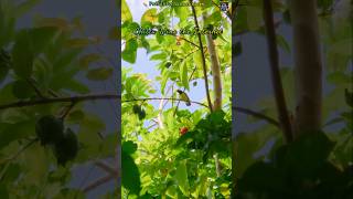 Village life vlogs✨️  Namma Chittu da 🐥 #trending #chittu #vlogs #naturelovers #naturevlogs #birds