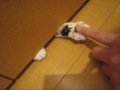 ここにいるよ