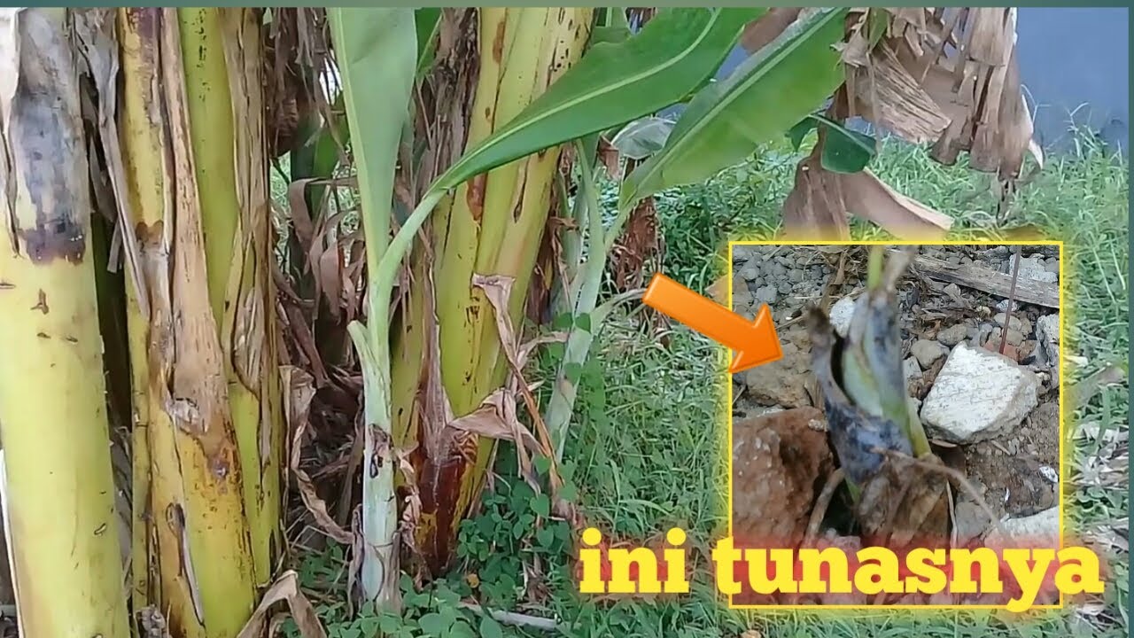Pisang berkembang biak dengan tunas. Mana tunasnya? (IPA SD) YouTube