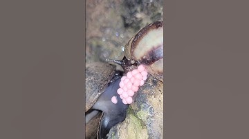 Cận Cảnh Ốc BƯƠU VÀNG Đang Đẻ Trứng Thì Bị Ăn Mất | Văn Huấn