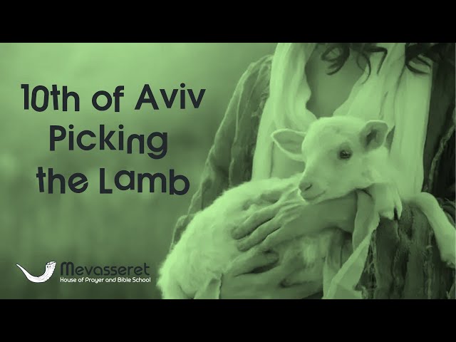 10th of Aviv - Picking the Lamb