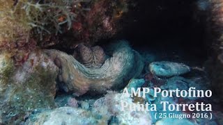 AMP Portofino  Punta Torretta (25062016) Polpo, Cernie, Gorgonia, Grotte