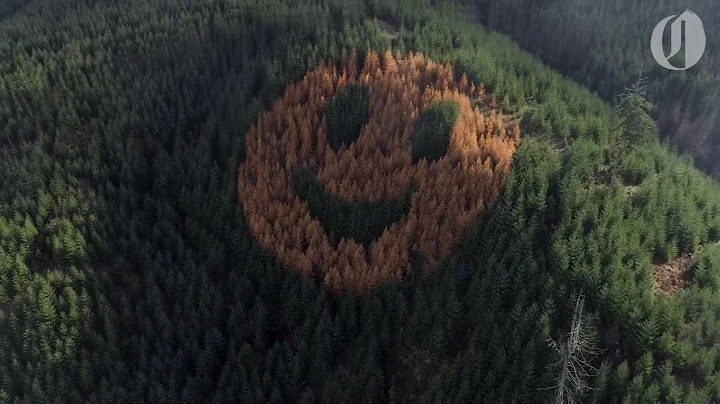 Trees form a smiley face along Oregon's Highway 18