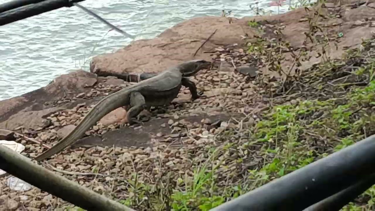 সিঙ্গাপুর সি সাইডে গুইসাপ 