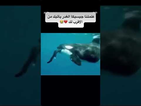 لحظه هجوم الحوت على جيسيكا يغدر الحيوان عندما يجوع ويغدر الانسان عندما يشبع