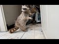 Raccoon Tenants Living Inside A Shed