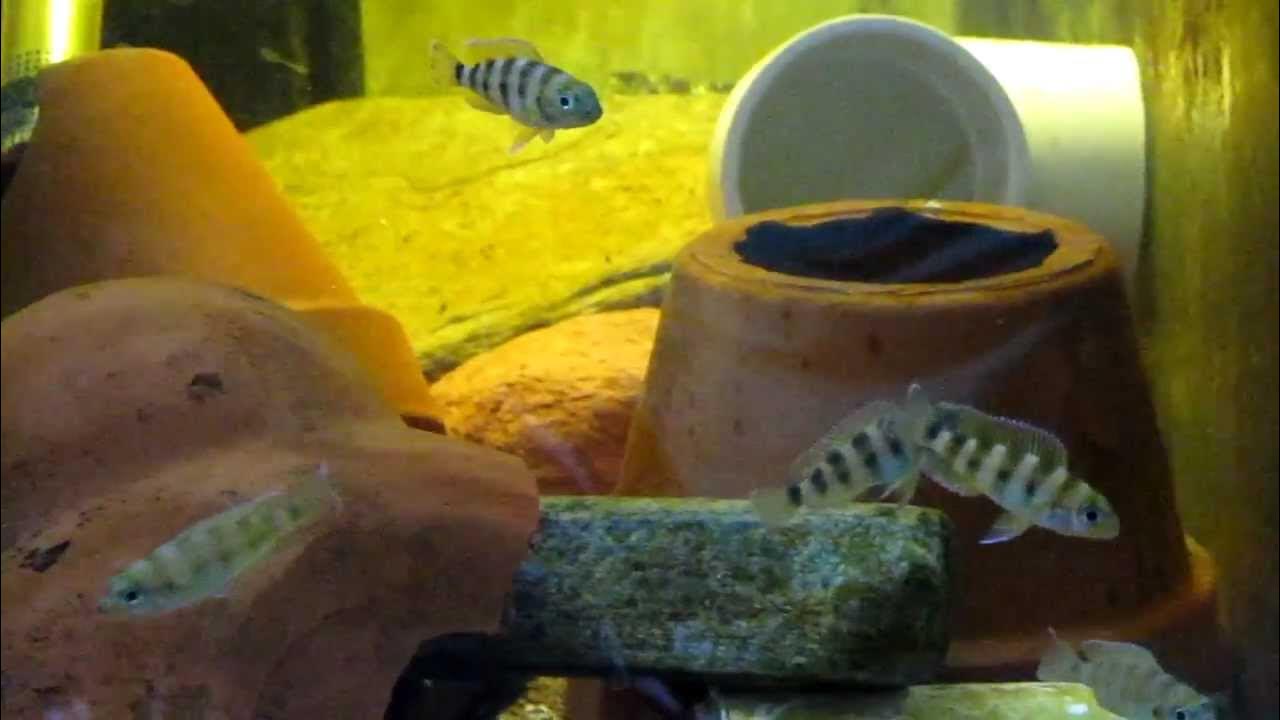 Neolamprologus sexfasciatus 