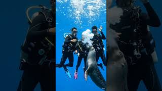 #irvideo #sea #animals #whale #seafish #shark #farming #wildlifenature #reeflife #fishing #fishtv