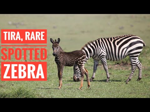 Video: Kā Pagatavot Zebra Baby Pie