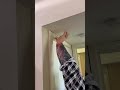 Alpha Wolfman - Did you jump like I jumped? 😂😂 (Funny Video)