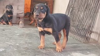Doberman puppy Available booking now 9660349134 dest quality 👌 for sale