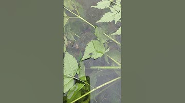 Cho ốc ăn lá thuốc phòng chống bệnh đường ruột #kythuatnuoiocnhoi #ocbuouden #shorts