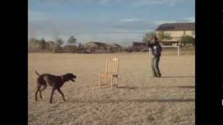 My german shorthaired pointer, Gunner,  catching frisbees and dog tricks