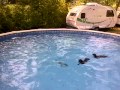 3 mini dachshund going for a swim