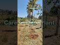 Care of Teak Plant #nature #hoi #farming #ytshorts #organicagriculture #plantcare #sagwan #teakwood