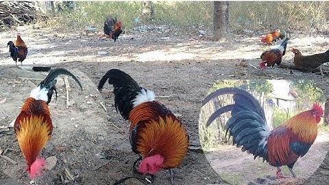 qaib dib quas zoo heev 14/12/2023