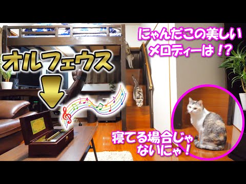 新品72弁 いきものがかり ♪ありがとう（３パーツ）オルゴール358オルフェウス Amazon | オルゴール いきものがかり「ありがとう」7x7x4cm