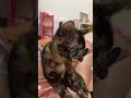 My baby Mia #kitten #cutecat #youtubeshorts #animallife #cuteanimal