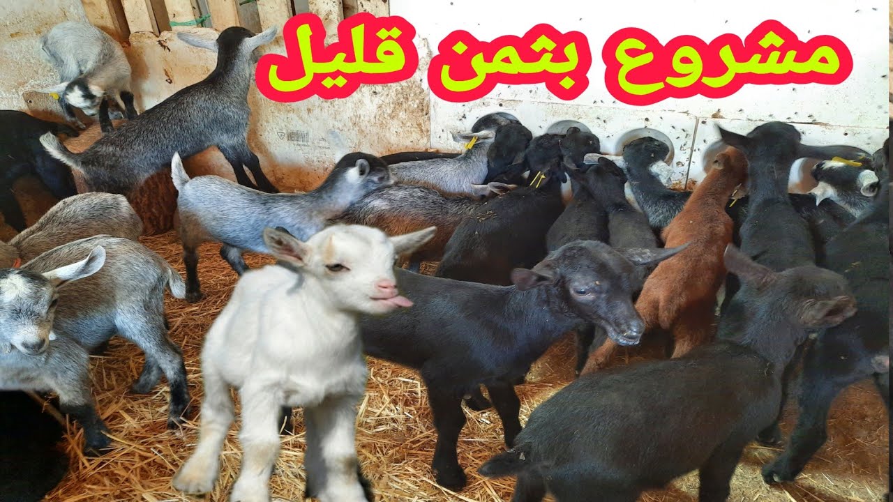 شقاوة صغار الماعز المورسيانو مشروع بتكلفة قليلة  + امطار الخير اخر الفيديو