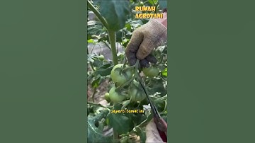 Begini Teknik Seleksi Buah Tomat Agar Berkualitas