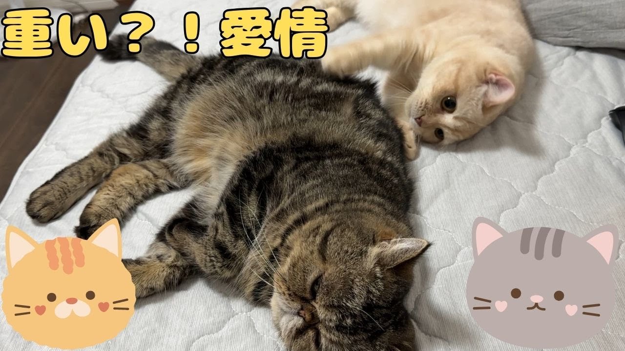 ♯231 ボクの愛は重いですか？！弟猫渾身の愛情表現