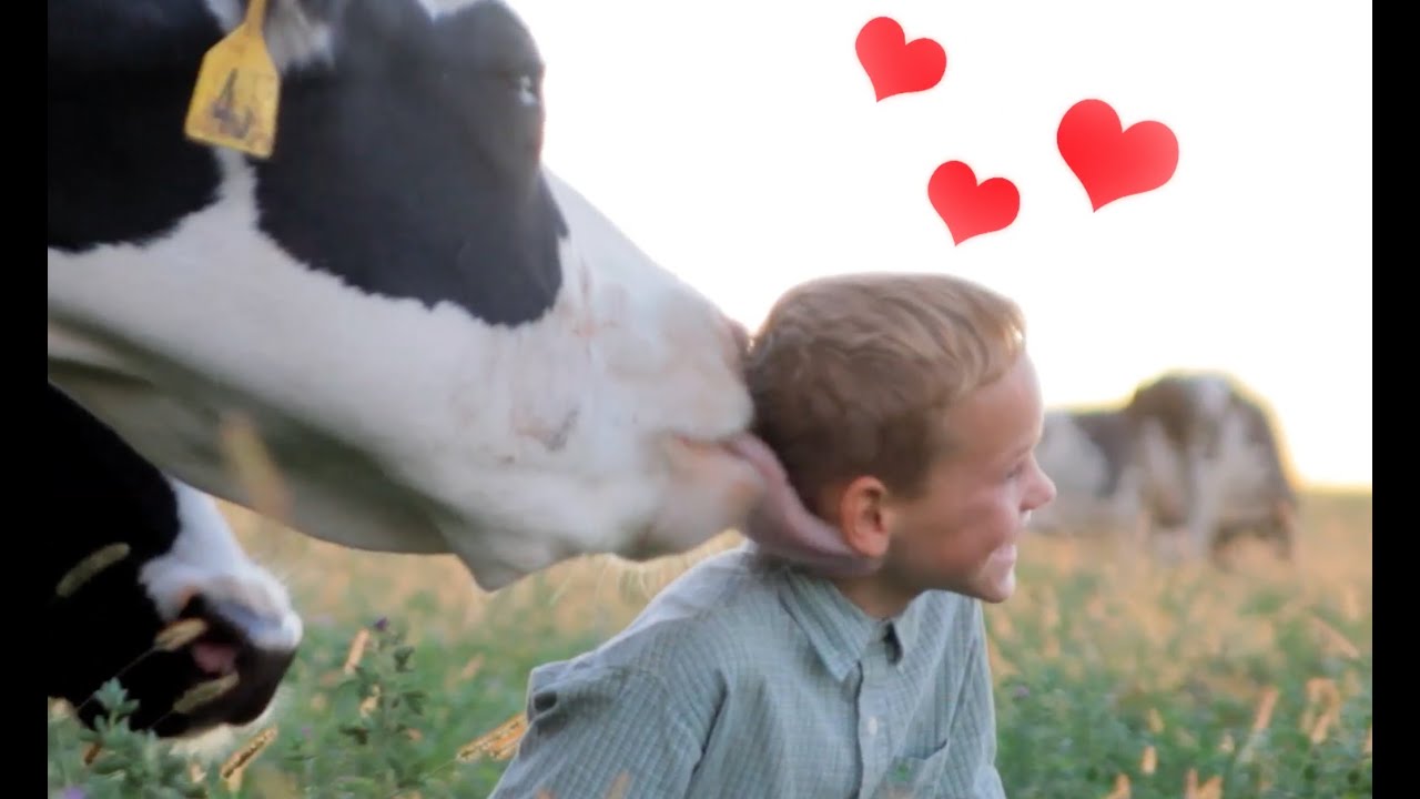 cow kisses clipart - photo #9