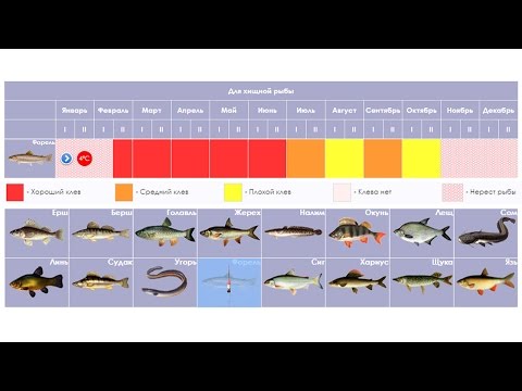 Сезон клева хищной рыбы - рыболовный календарь