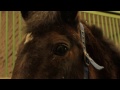 Диагностика и хирургия лошадей в клинике «БЭСТ»