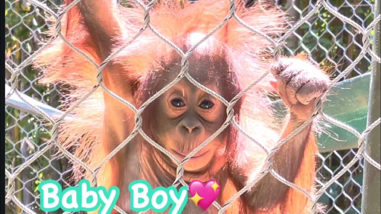 Orangutan 🩷 A baby playing with Mom and Auntie🌼🌸 ママと叔母と