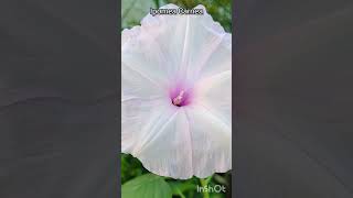 Ipomoea carnea #plants #nature #shortvideo #shorts #ipomea #love #pink #flowers #beautiful