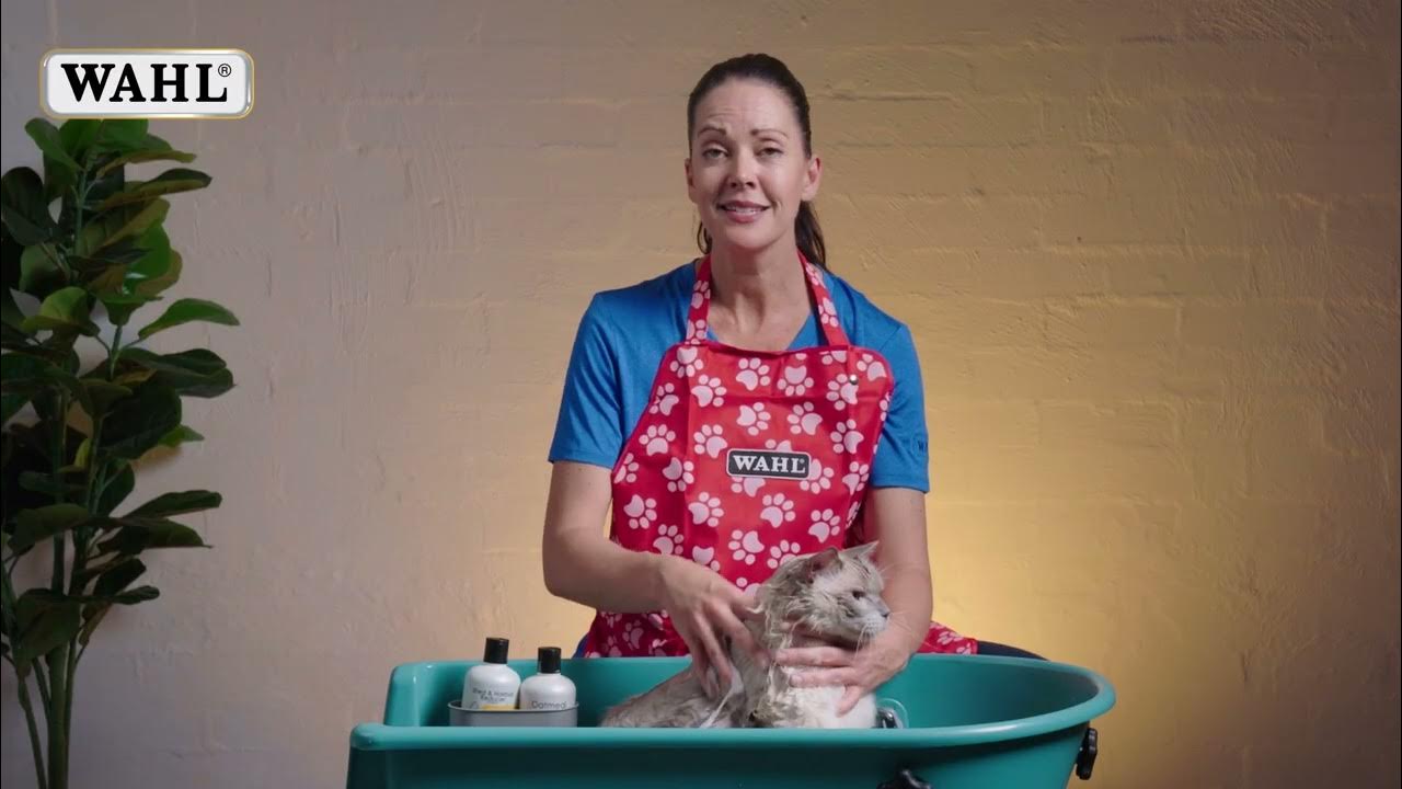 How to Bath your Cat at Home YouTube