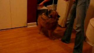 My male SCWT Soft Coated Wheaten Terrier puppy doing tricks