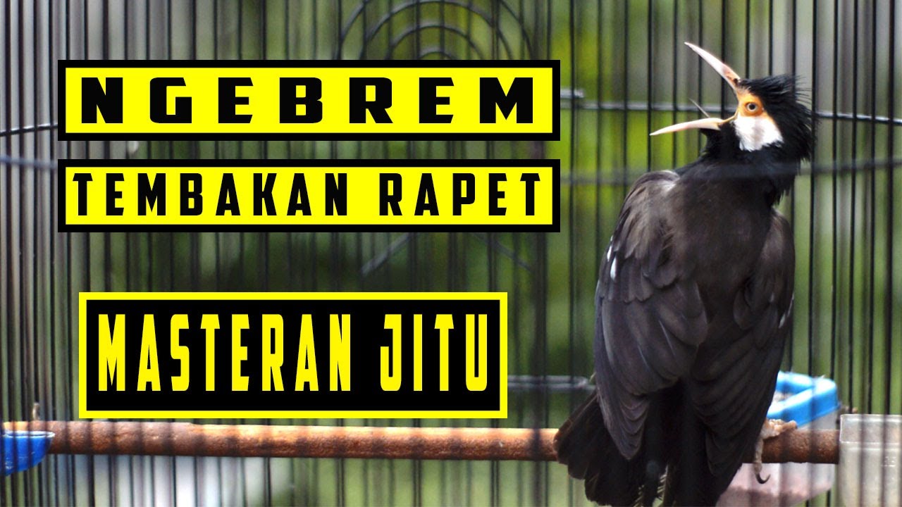 MASTERAN JALAK SUREN COCOK UNTUK MASTERAN MURAI BATU ATAU BURUNG LOMBA