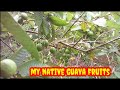 My native guava fruits guava fruits bayabas prutas