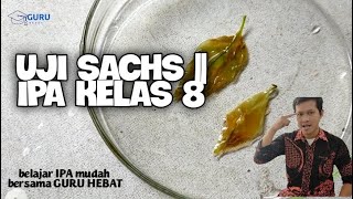 Uji Sachs  Praktikum Bdr  Ipa Kelas 8 Smpmts