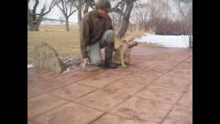 16 Weeks old Training Retrieve and Hold It