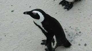 Penguins Los Pingüinos I Pinguini Del Madagascar Zoom Torino