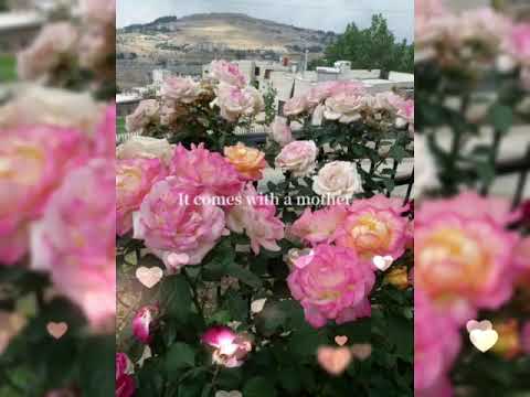 حمزة نمرة في ناس بتسبلك علامة