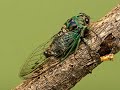Sound of Dog-day Cicada - Neotibicen canicularis - Son Chant de la Cigale caniculaire Quebec Canada